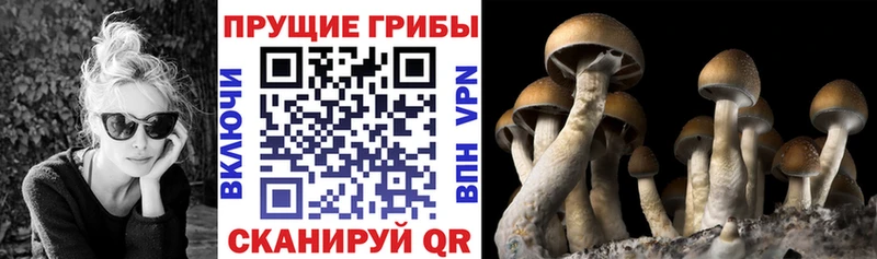 Купить  Сафоново  Галлюциногенные грибы Psilocybine cubensis 